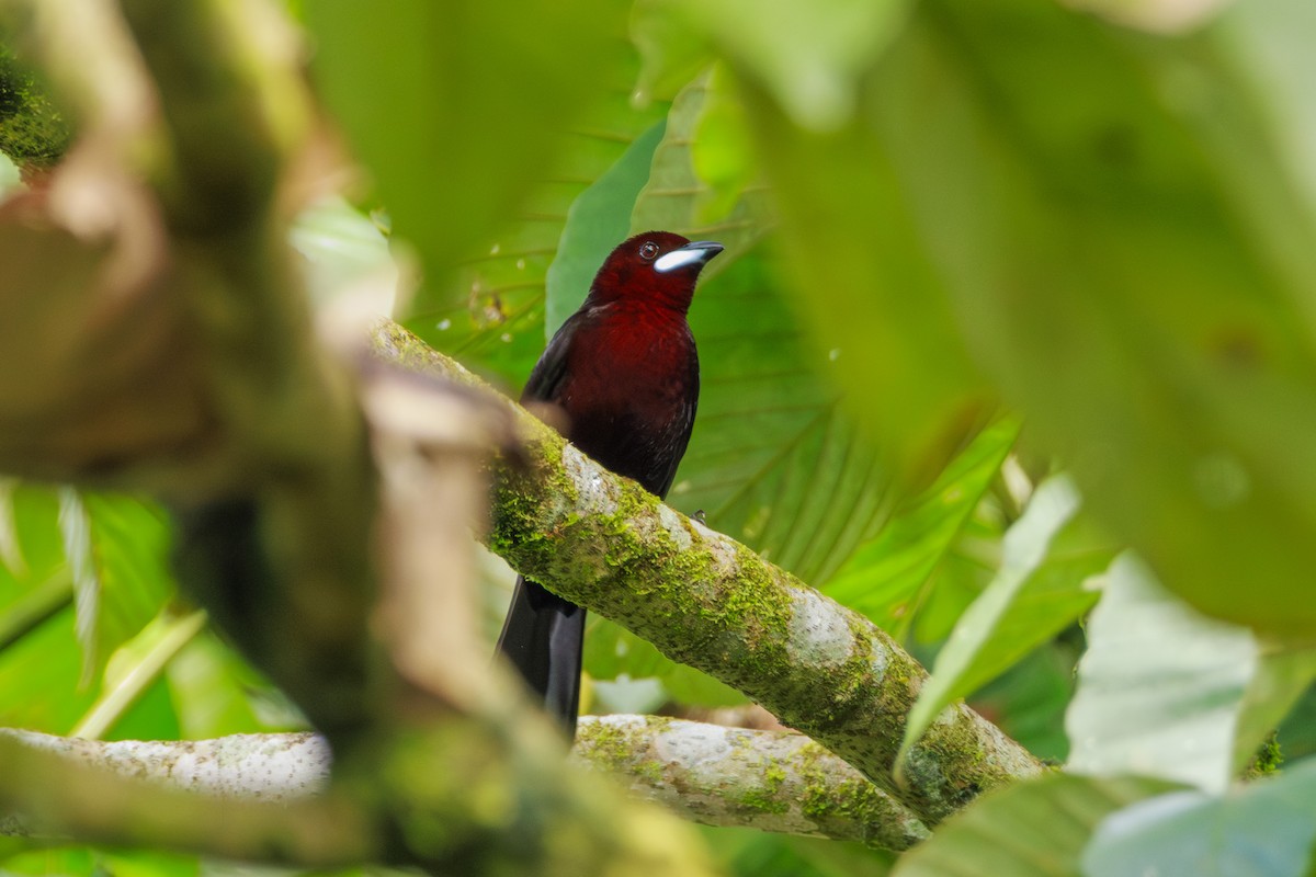 Silver-beaked Tanager - ML620180308