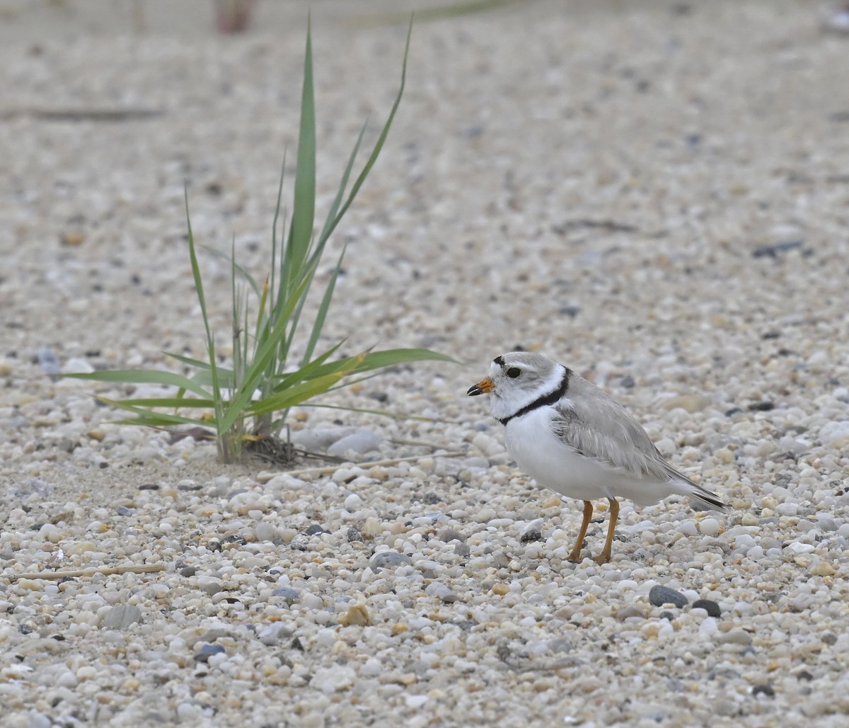 Piping Plover - ML620180318