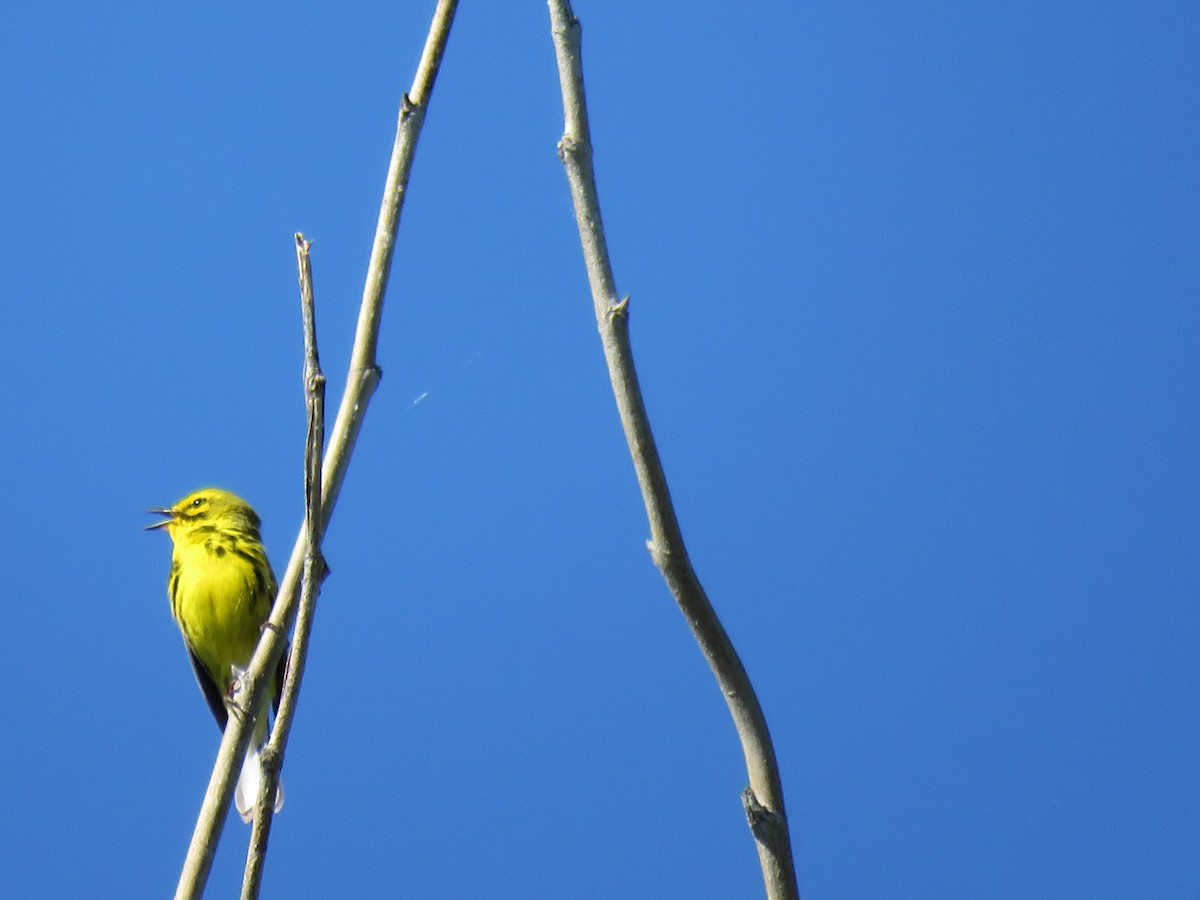 Prairie Warbler - ML620180324