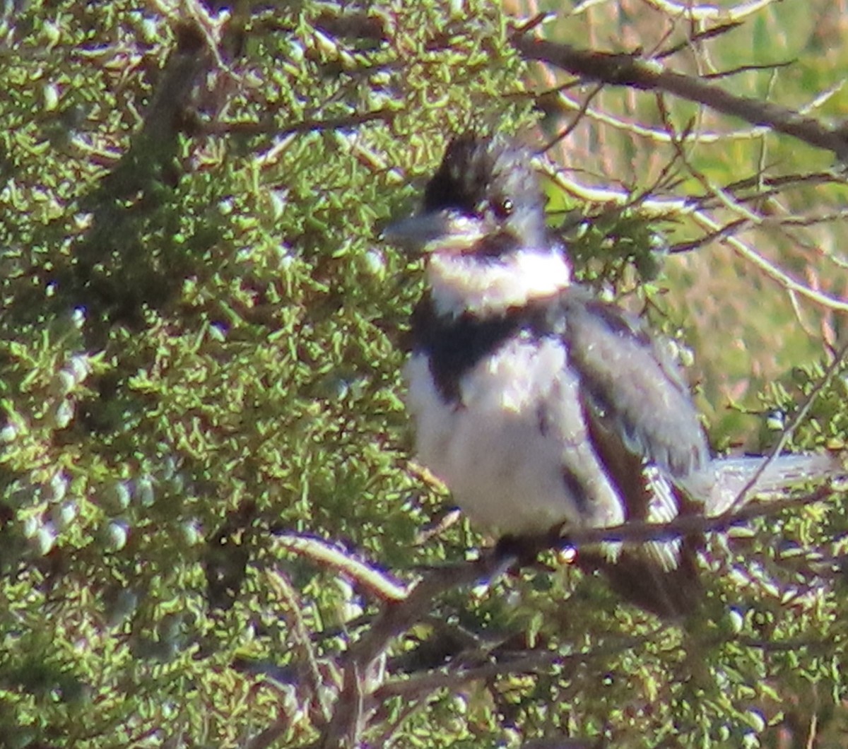 Belted Kingfisher - ML620180326