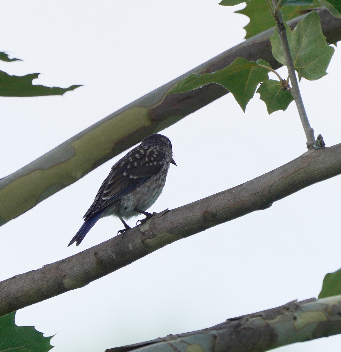 Eastern Bluebird - ML620180333