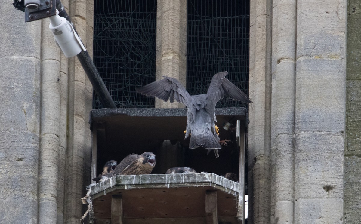 Halcón Peregrino - ML620180341