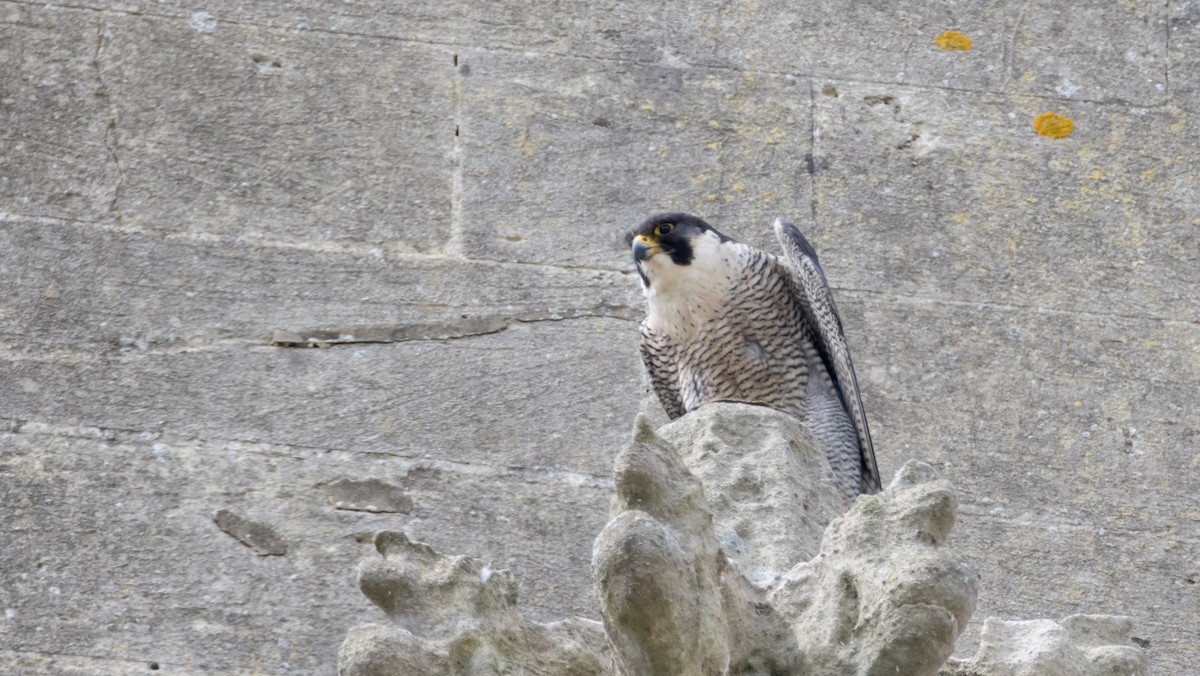 Peregrine Falcon - ML620180343