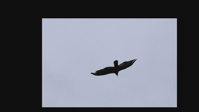 Turkey Vulture - ML620180350