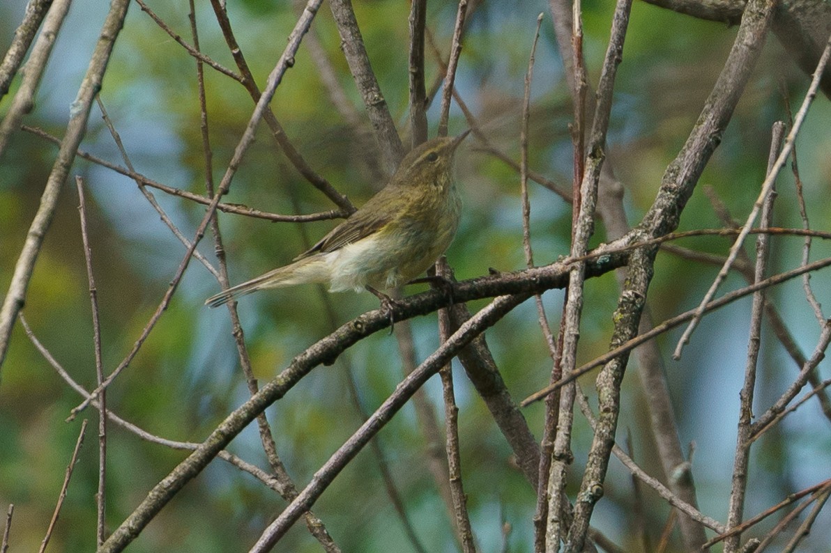 Wood Warbler - ML620180351