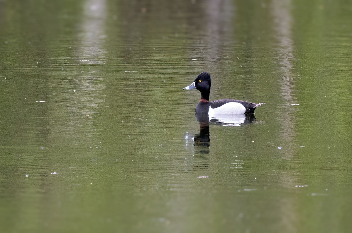 Ring-necked Duck - ML620180353