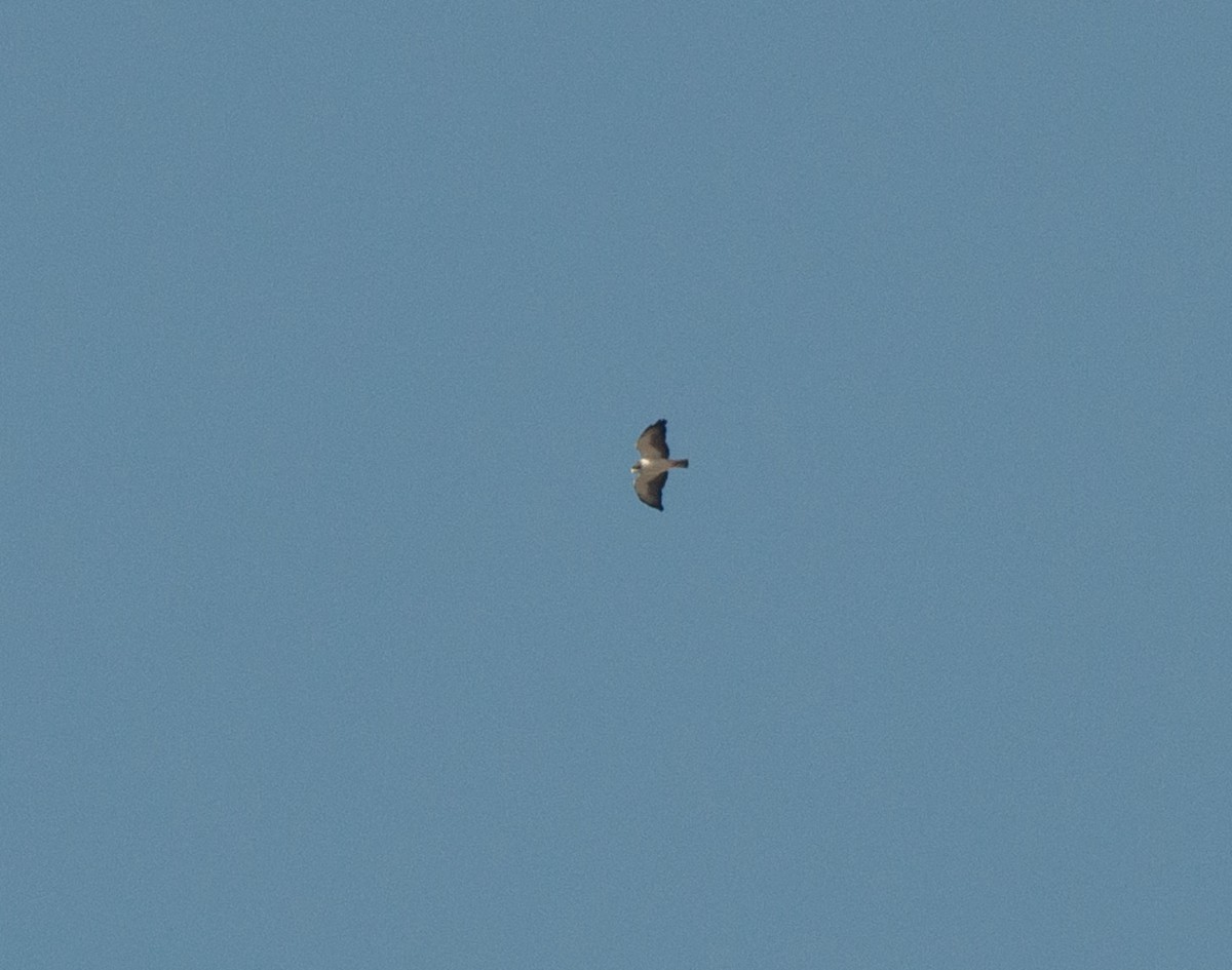 Short-tailed Hawk - ML620180361