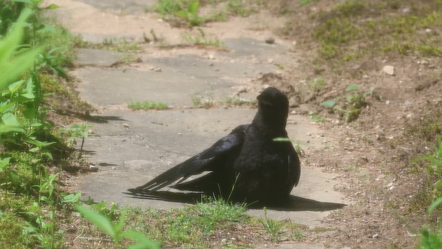 American Crow - ML620180367