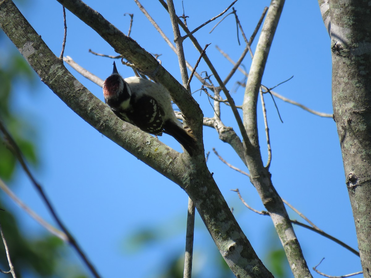 Downy Woodpecker - ML620180369