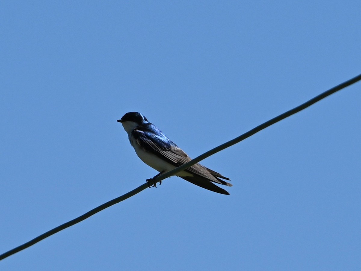 Tree Swallow - ML620180373