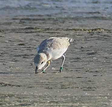 Snowy Plover - Andrew Haffenden