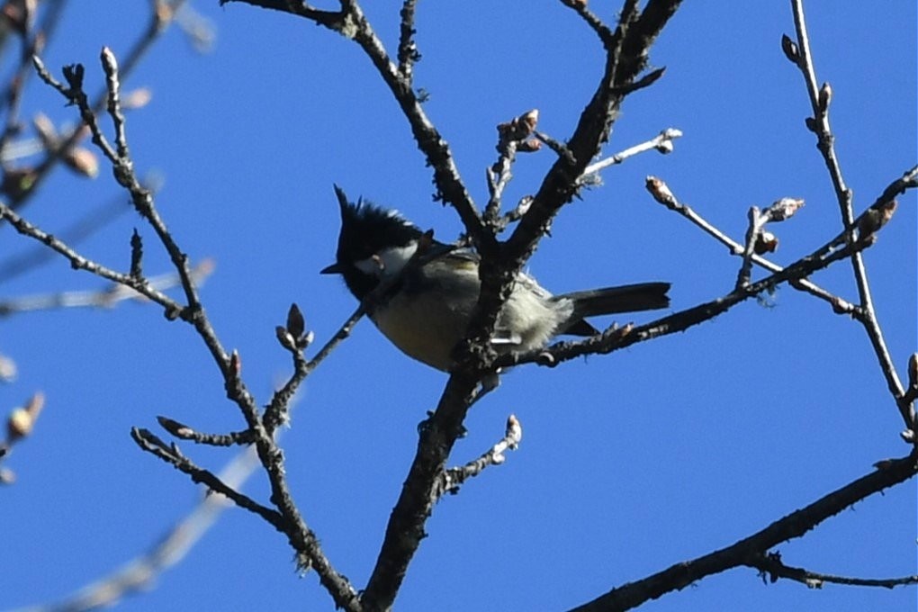 Coal Tit - ML620180380