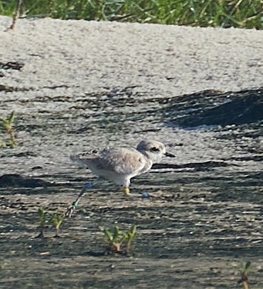 Snowy Plover - ML620180384