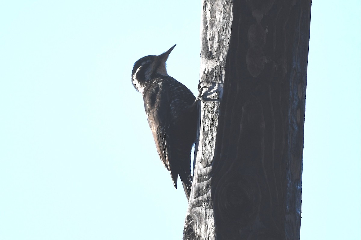 Eurasian Three-toed Woodpecker - ML620180385
