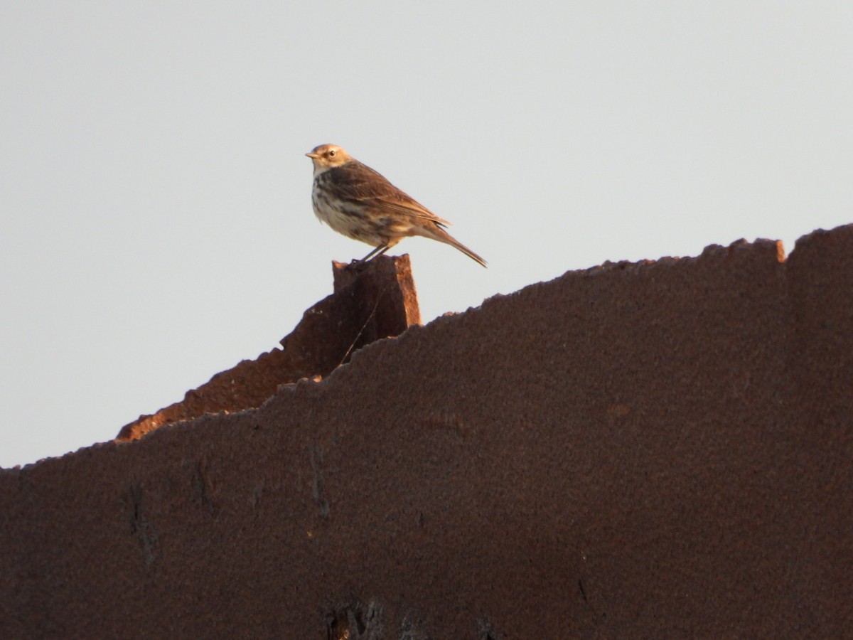 Rock Pipit - ML620180387