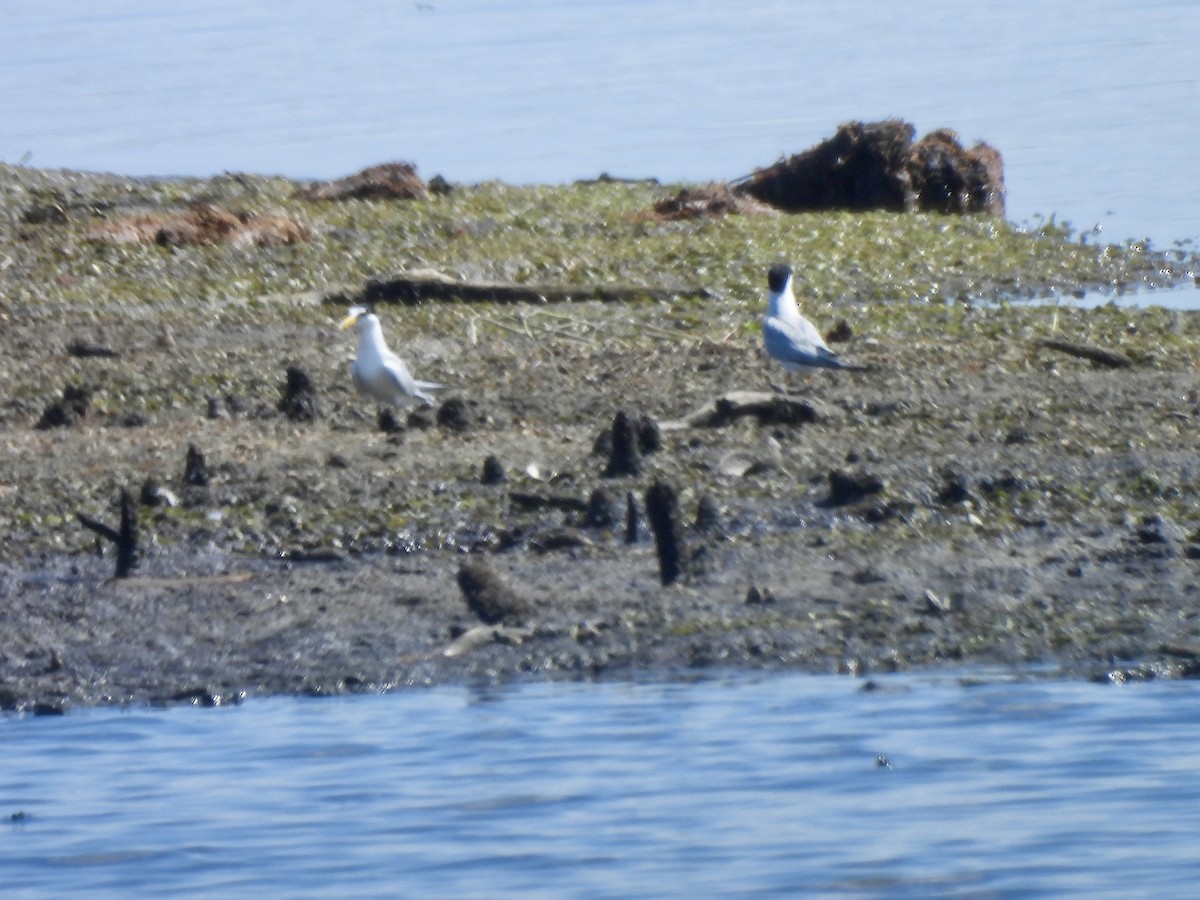 Least Tern - ML620180398