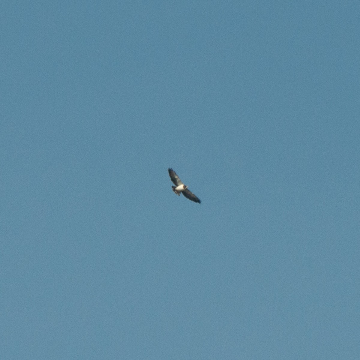 Short-tailed Hawk - ML620180400