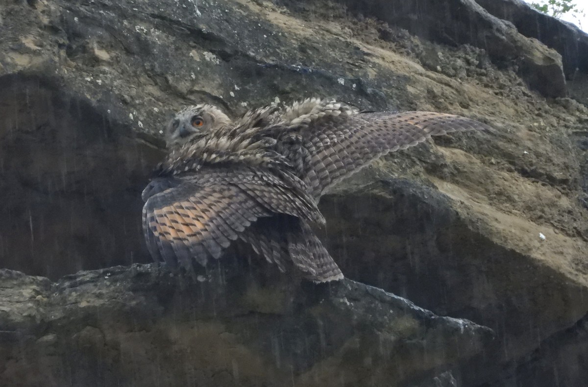 Eurasian Eagle-Owl - ML620180402