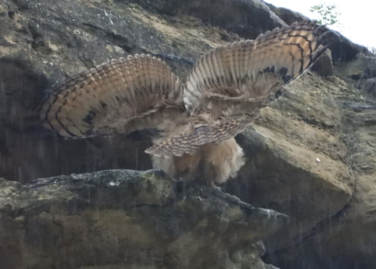 Eurasian Eagle-Owl - ML620180404