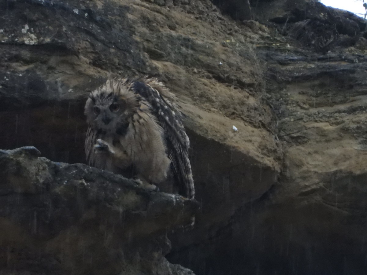 Eurasian Eagle-Owl - ML620180405