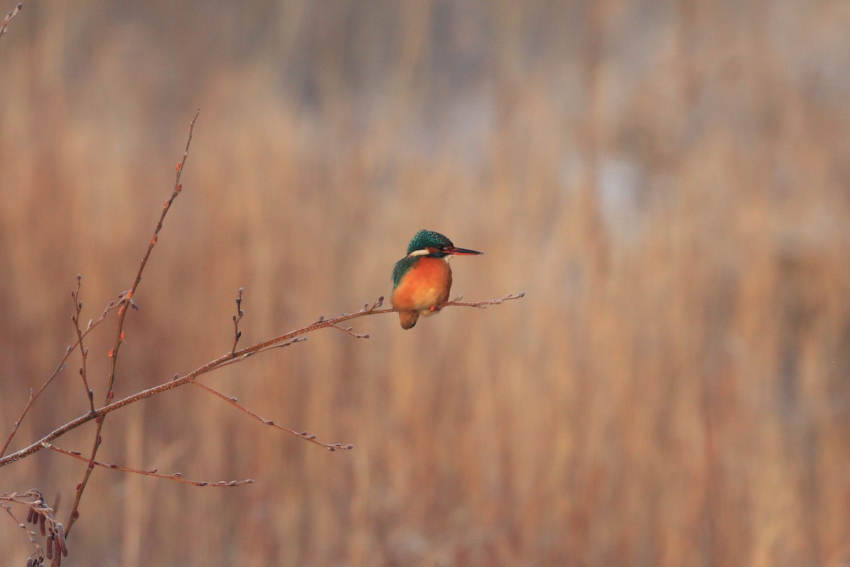 Common Kingfisher - ML620180424