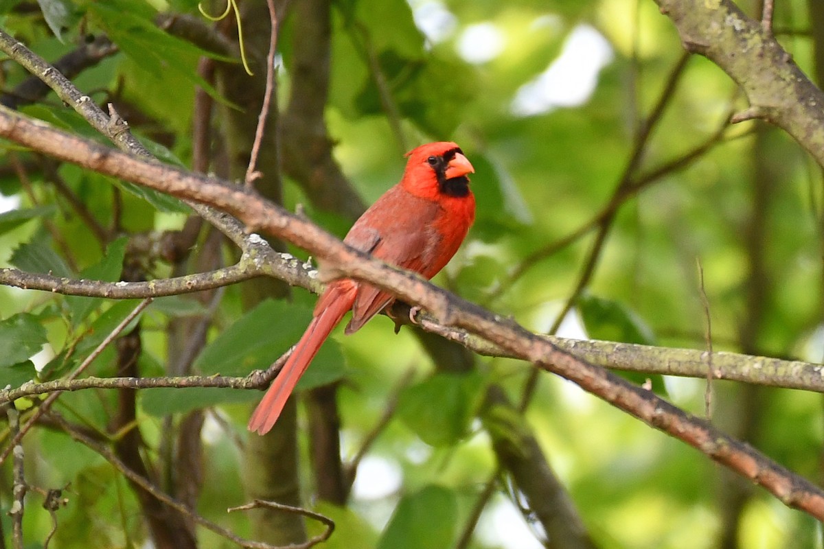 Northern Cardinal - ML620180425