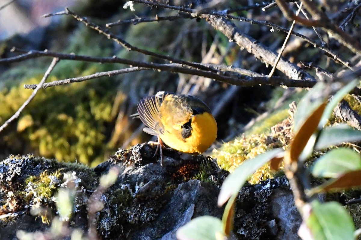 Golden Bush-Robin - ML620180426