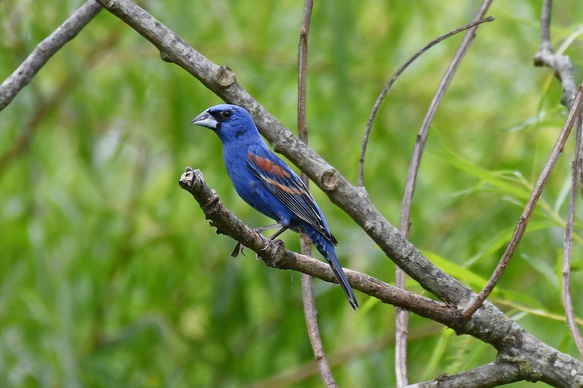 Blue Grosbeak - ML620180435