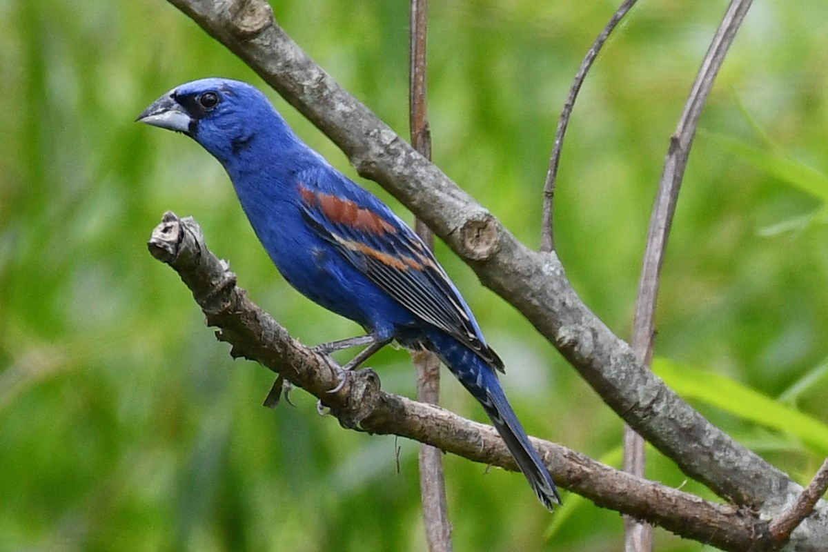 Blue Grosbeak - ML620180438