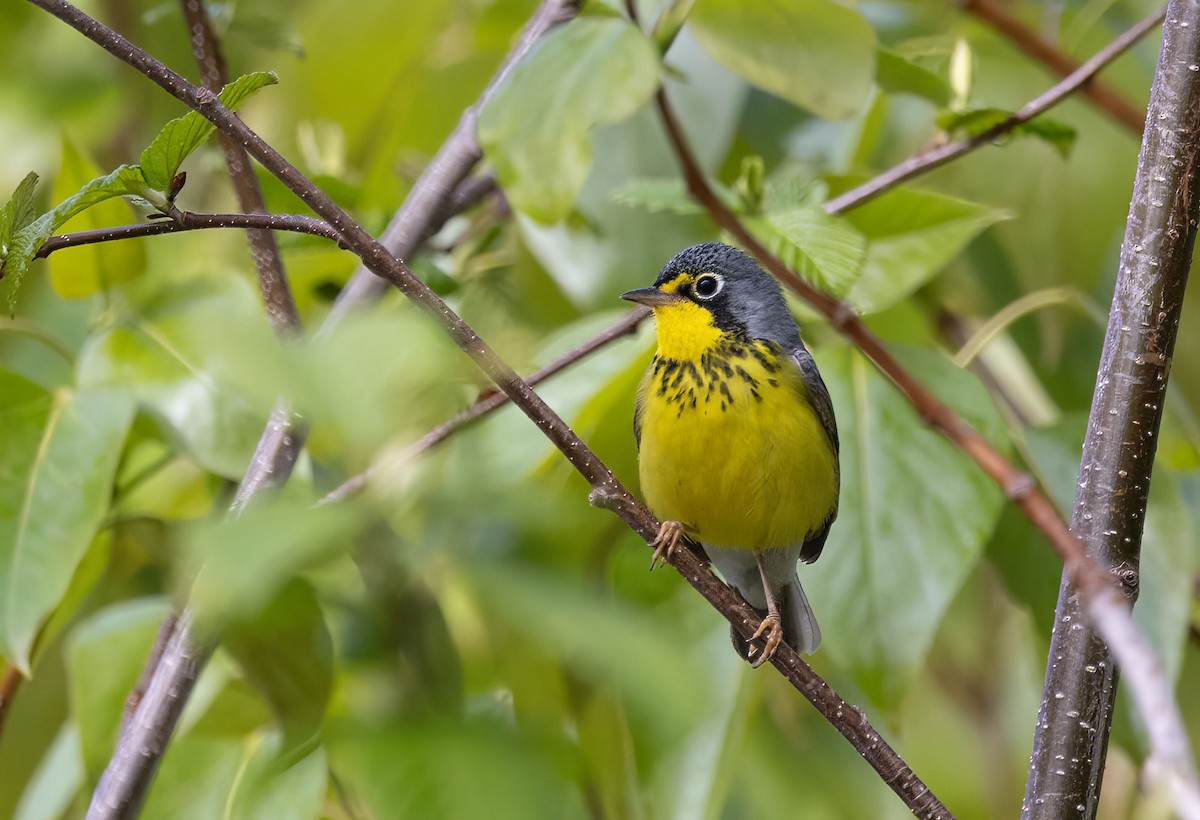 Canada Warbler - ML620180440