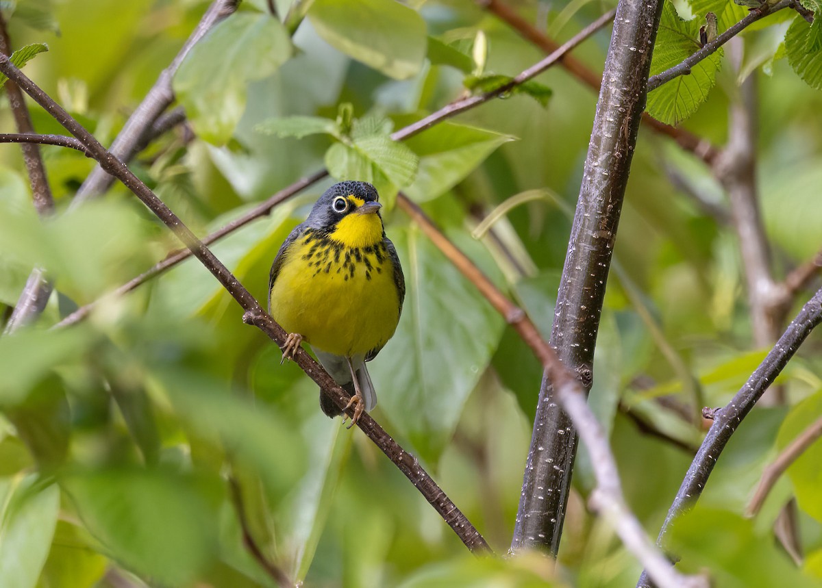 Canada Warbler - ML620180441