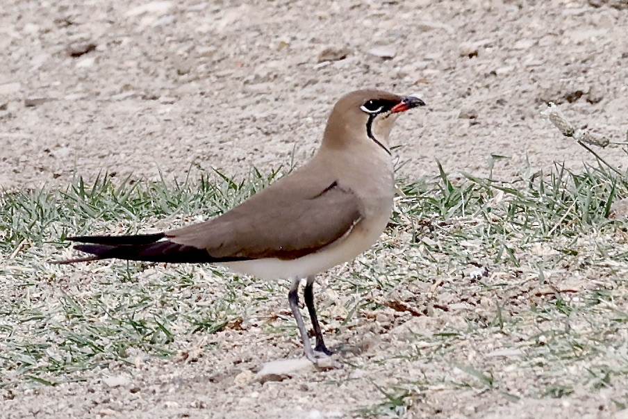 Collared Pratincole - ML620180443