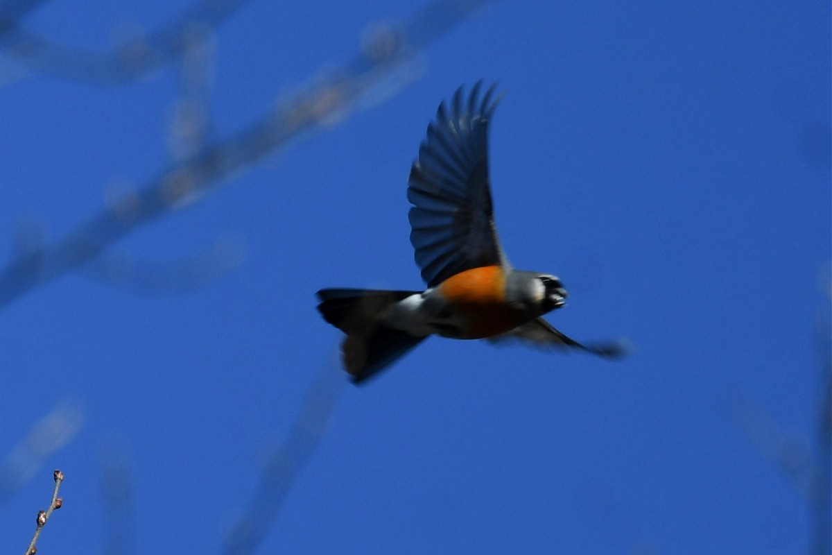 Camachuelo Cabecigrís - ML620180444