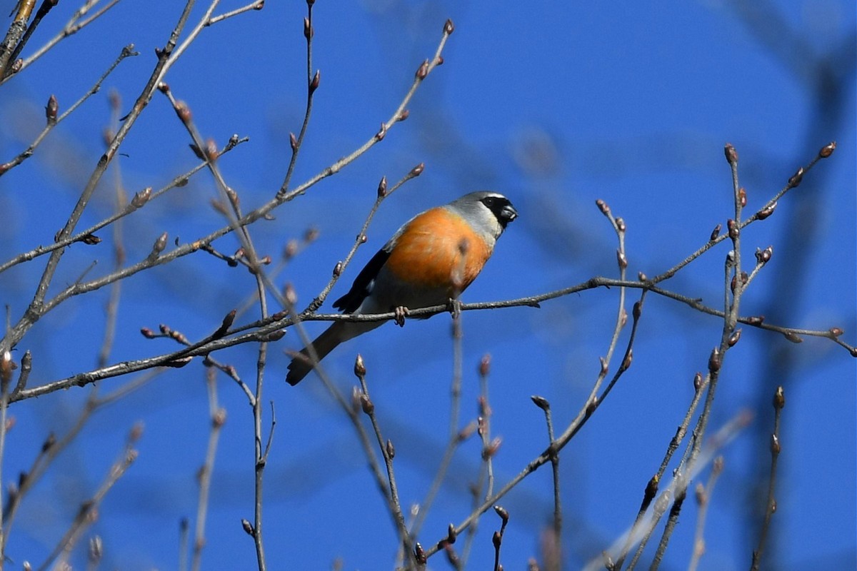 Gray-headed Bullfinch - ML620180445