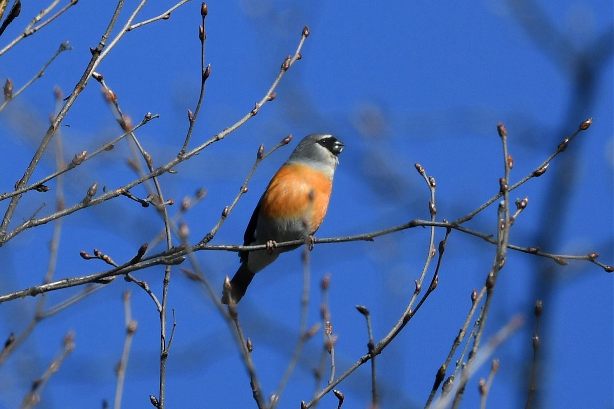 Gray-headed Bullfinch - ML620180446