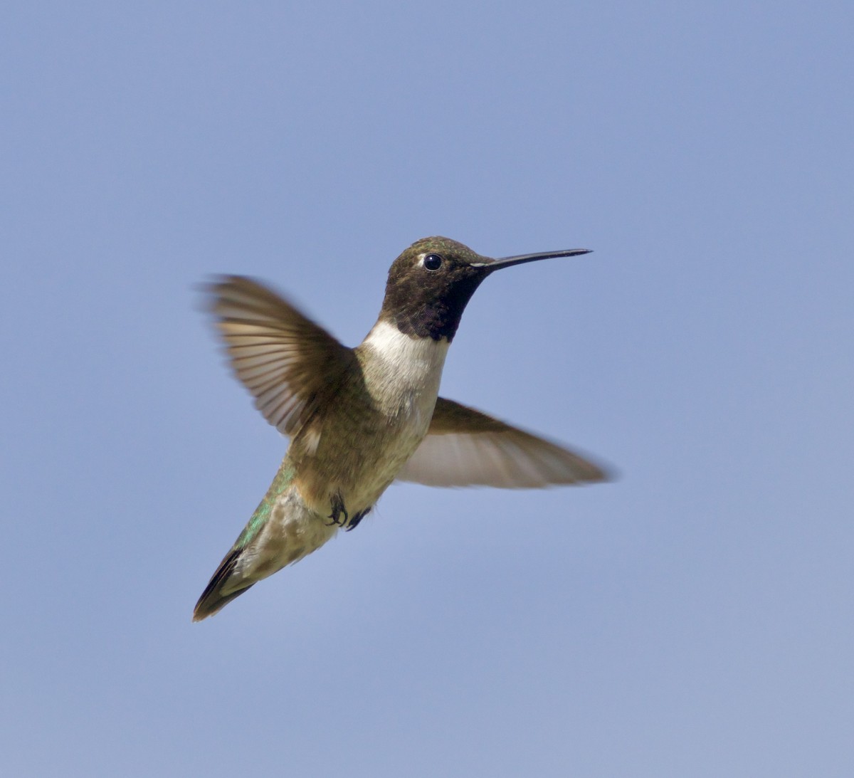 Colibri à gorge noire - ML620180449