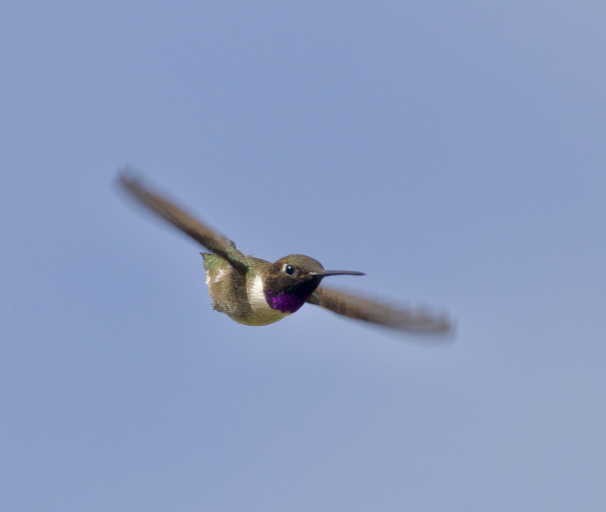 Black-chinned Hummingbird - ML620180450