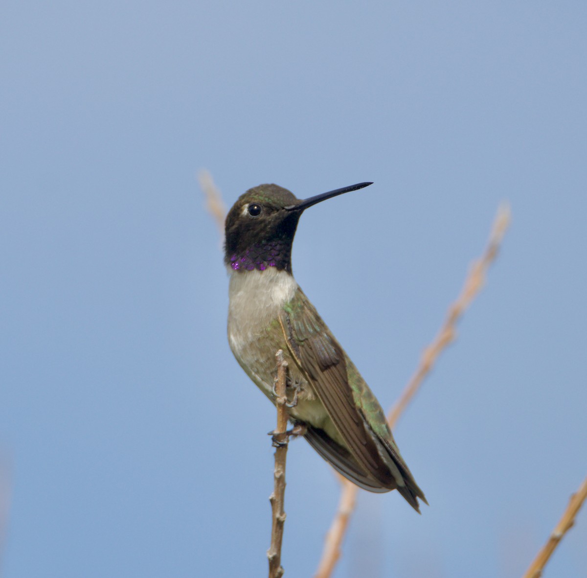 Black-chinned Hummingbird - ML620180451