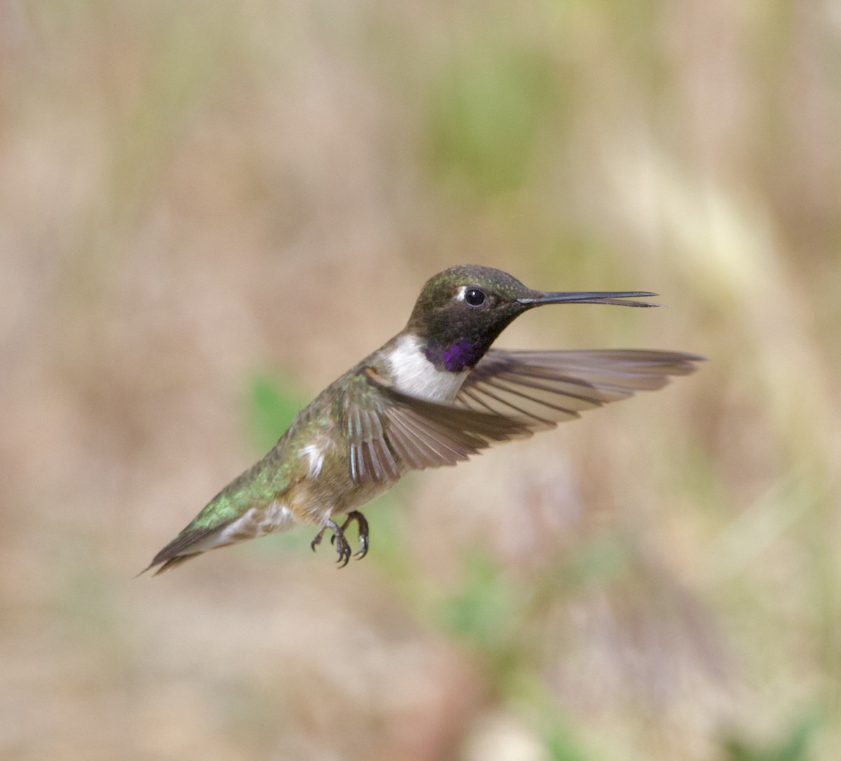 Black-chinned Hummingbird - ML620180452