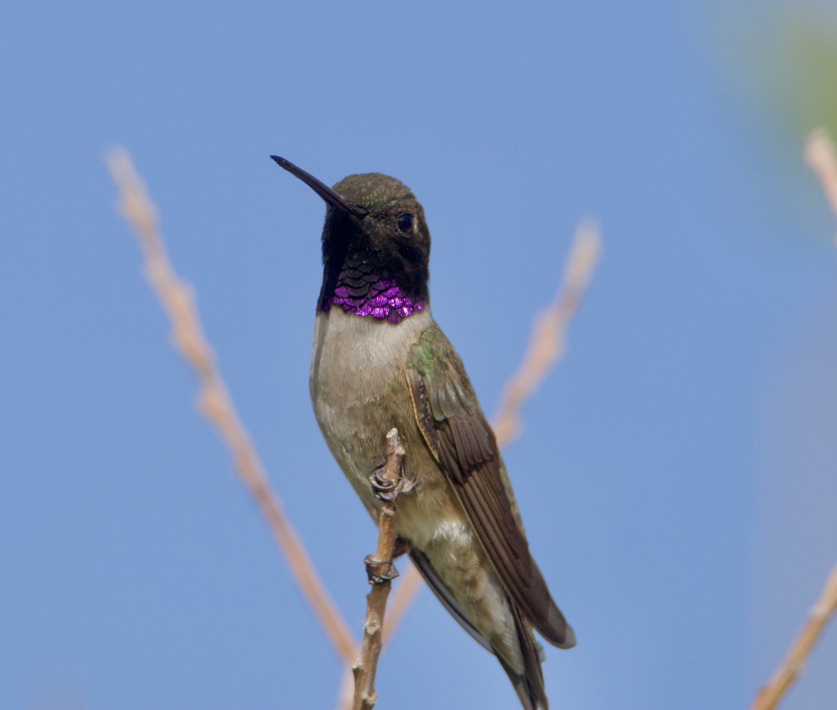 Black-chinned Hummingbird - ML620180453