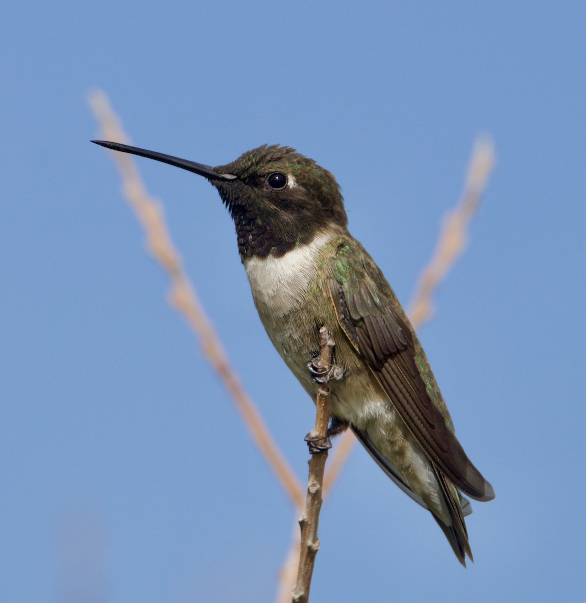 Black-chinned Hummingbird - ML620180454