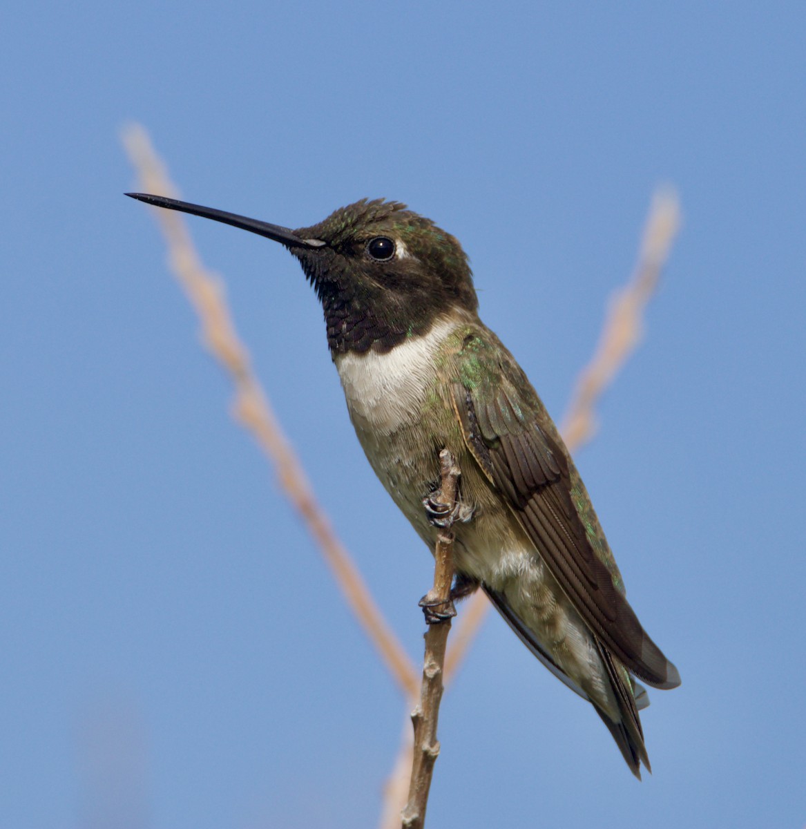 Colibri à gorge noire - ML620180454