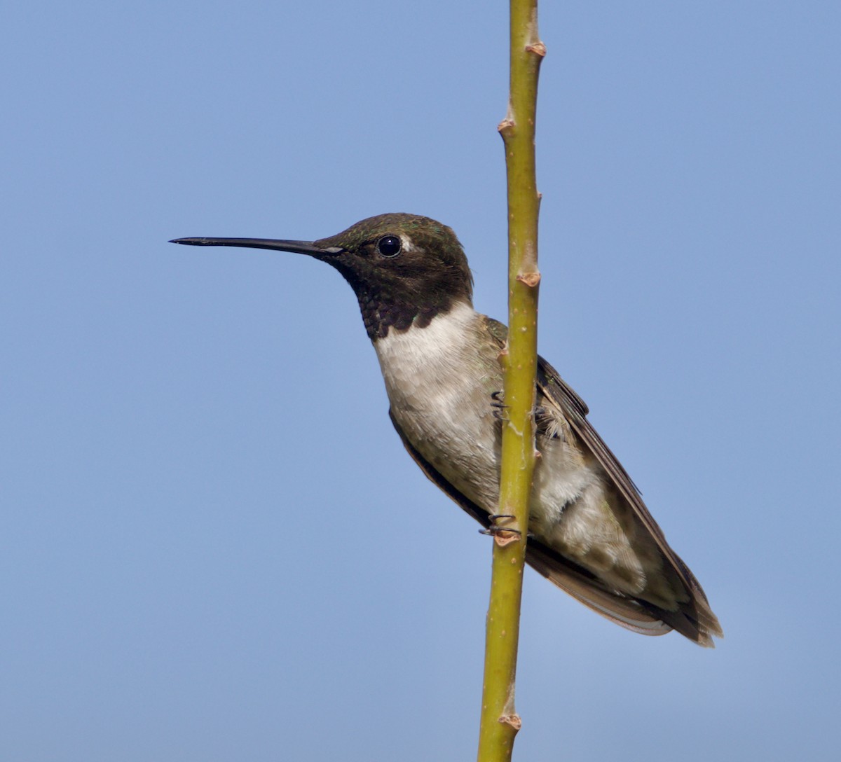 Black-chinned Hummingbird - ML620180455