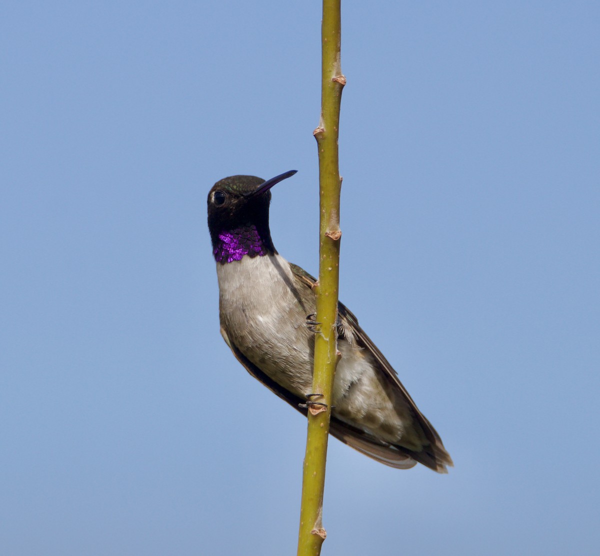 Black-chinned Hummingbird - ML620180456