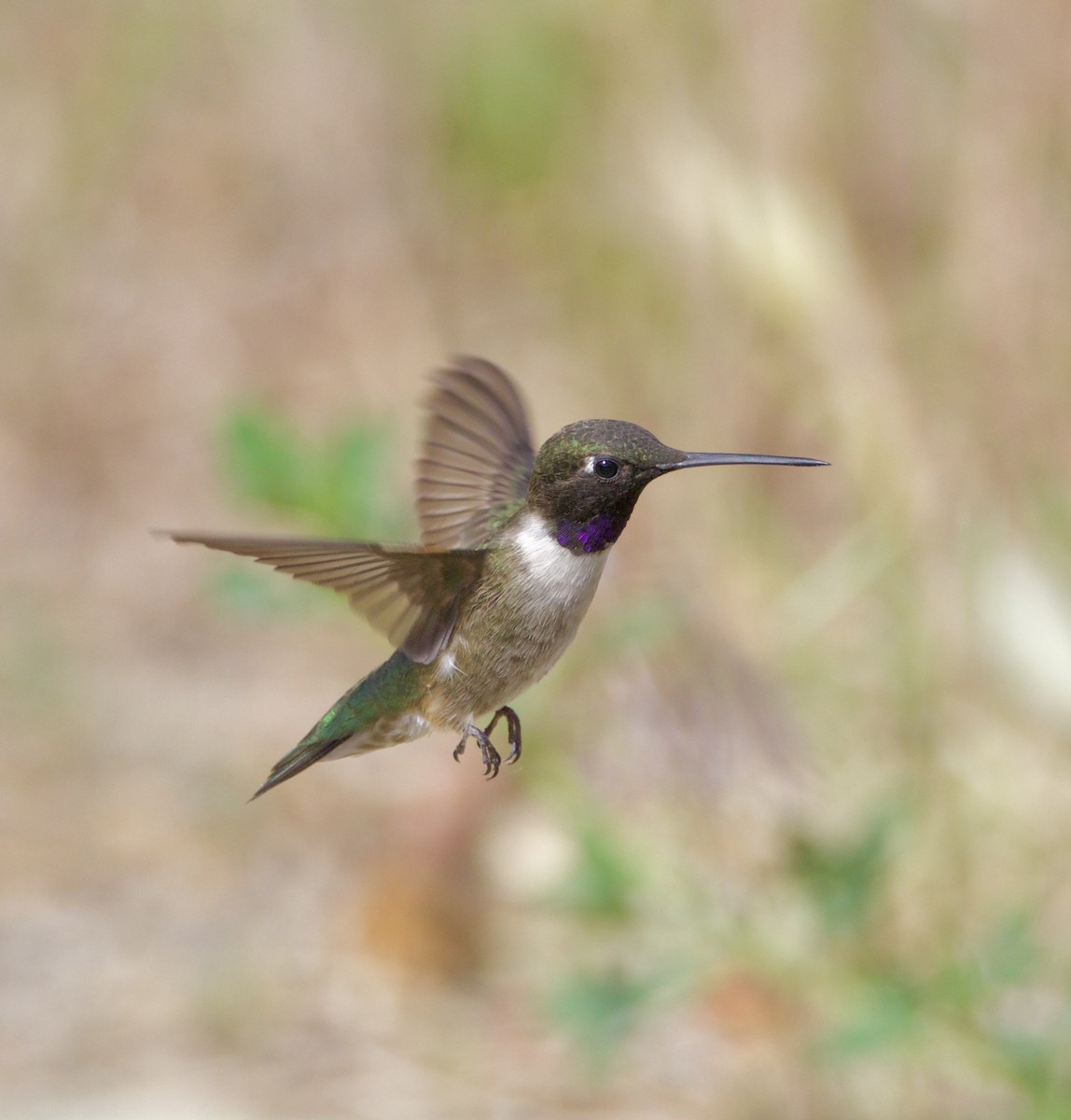 Black-chinned Hummingbird - ML620180458