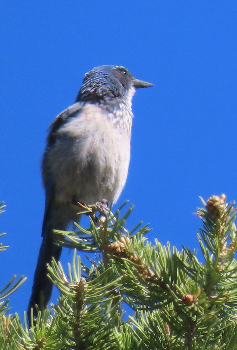 Woodhouse's Scrub-Jay - ML620180460