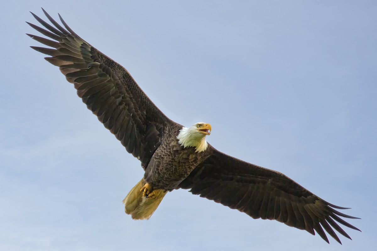 Bald Eagle - ML620180461