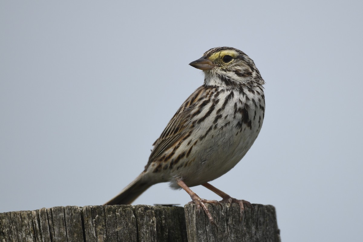 Savannah Sparrow - ML620180463