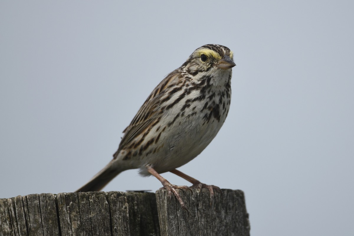 Savannah Sparrow - ML620180464
