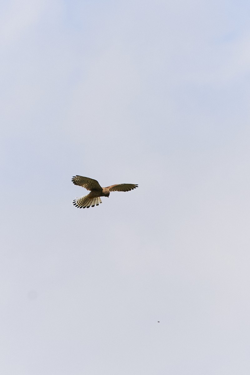 Eurasian Kestrel - ML620180465